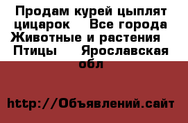 Продам курей цыплят,цицарок. - Все города Животные и растения » Птицы   . Ярославская обл.